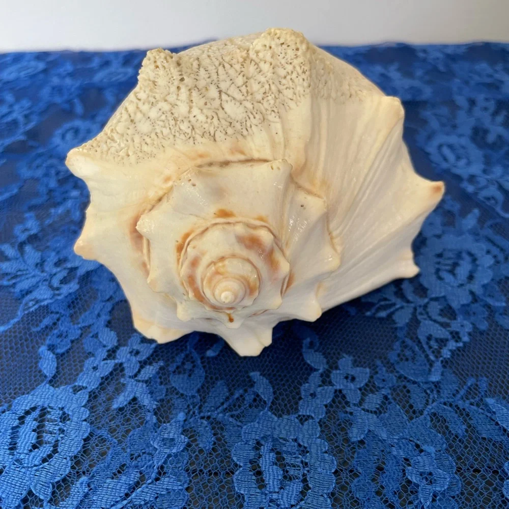 Conch Beach Shell - Picture 6 of 10